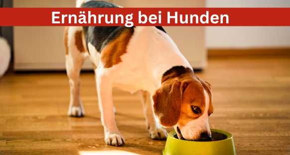 Ernährungsthemen beim Hund - Beagle futtert aus Napf